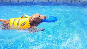 The Dog Knowledge