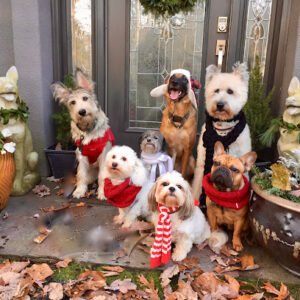 Southern Tails Dog School