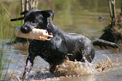 Avery Creek Retrievers