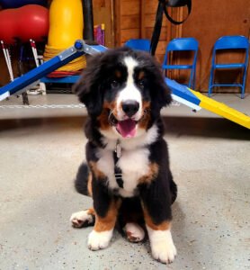 Blue Ribbon K9 Academy Dog Training