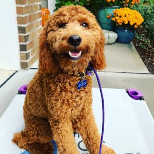 The Dog Wizard