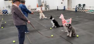 Companion Dog Training School