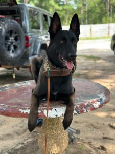 Tarheel Canine Training Inc