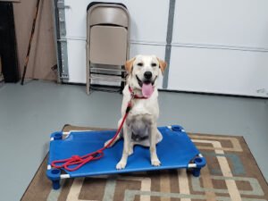 The Calm Canine, LLC