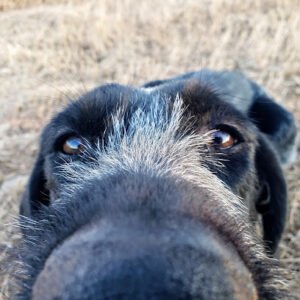 Iron Point Kennels