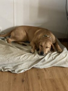 Waggin’ Good Dog Training & Boarding