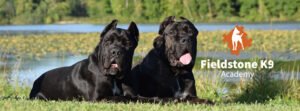 Fieldstone K9 Academy