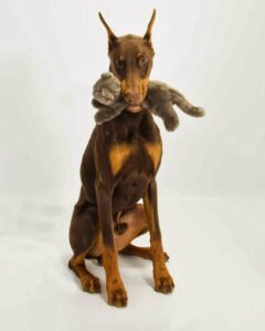 Full Moon Dog Training