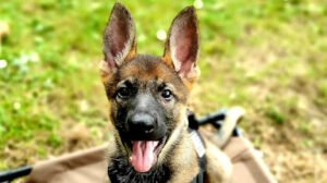 Ohio K9 Ranch