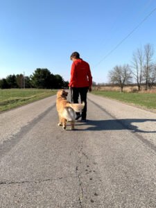 Game Day Dog Training LLC