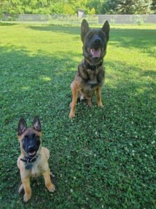 ROWE HAUS K9 TRAINING LLC