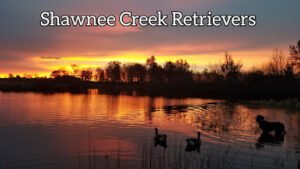 Shawnee Creek Retrievers