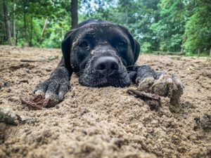 Black Paw Canine
