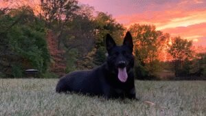 Check 6 K9 Solutions