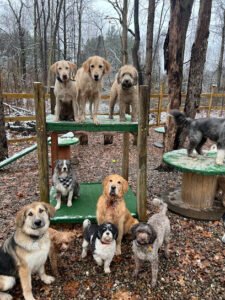 Diana’s Doghouse