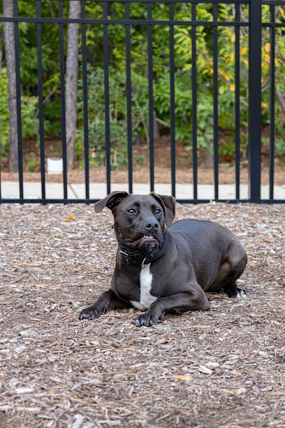 Exceptionally Obedient Dogs LLC