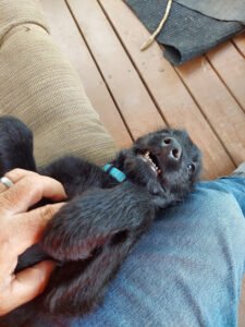 Obedient K-9