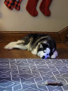 Sit Happens Dog Training