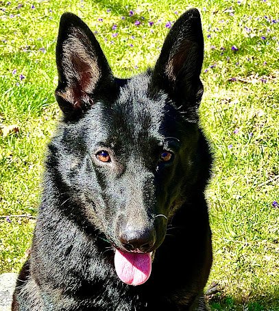 Off Leash K9 Training of Dayton, Ohio