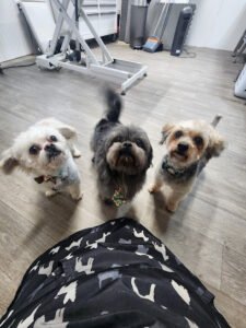 3C pet services
