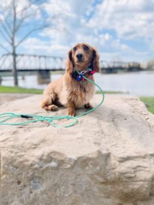 Patterson K9 Academy LLC