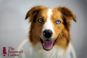The Balanced Canine LLC