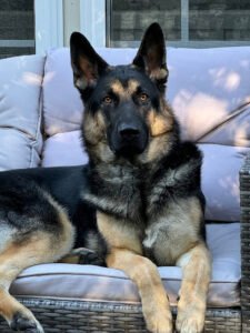 Paws of Pride, LLC