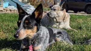 K9 Changes Dog Training