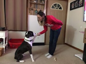 Angel Dog Training