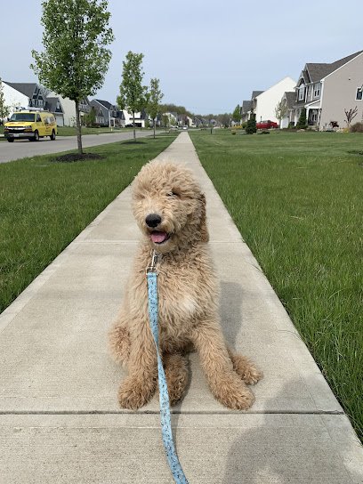Paramount Dog Training