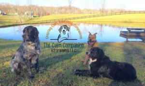 The Calm Companion