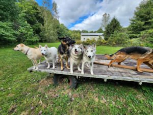 Wolfman’s Canines