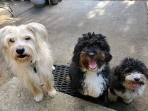 Dog Training Personalized