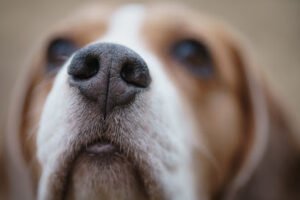 Cold Nose Companions Dog Training