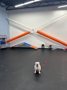 Zoom Room Dog Training