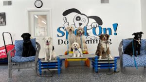 Spot On! Dog Training