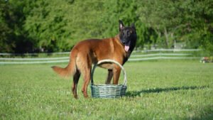 A Leg Up K9