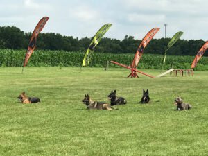 Estate Dogs LLC