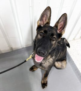 Buckeye K9