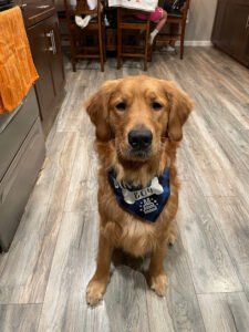 Homeland K-9 Dog Training Academy