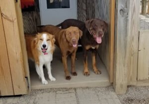 D&G’s Paw’s & Claws Snack Shack
