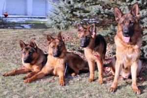 My Best Friend Dog Training (formerly Man’s Best Friend Dog Training)