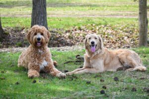 Dulebohn Dog Training