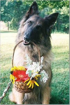 Training Tracks Canine Learning Station