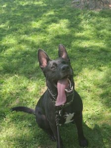 Black-Tie K9 Services