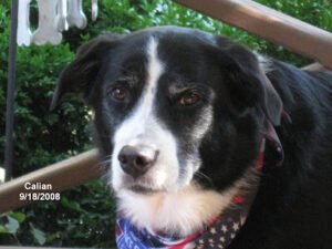 Takoda Training – Pet Dog Obedience