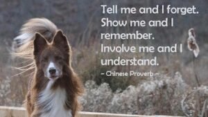 The Magnolia Dog Training Company, LLC