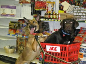 Trained Family Dogs For Sale