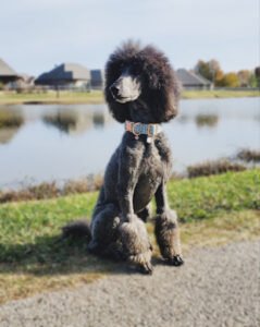 Marley’s Day Out Dog Training