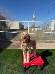 Make Your Dog Epic Tulsa Dog Training